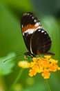 Heliconius tropical butterfly Royalty Free Stock Photo