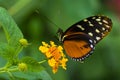 Heliconius tropical butterfly Royalty Free Stock Photo