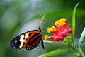 Heliconius xanthocles longwing butterfly
