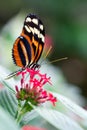 Heliconius xanthocles longwing butterfly Royalty Free Stock Photo