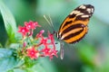 Heliconius xanthocles longwing butterfly Royalty Free Stock Photo