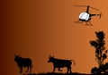 Helicopter and cows mustering in Australia Royalty Free Stock Photo