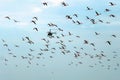 The helicopter flies through a flock of flamingos. Royalty Free Stock Photo