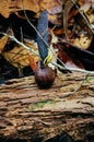 Helicopter seeds of Dipterocarpus spp. on tropical rain forest of Borneo. Tree Propagation of Dipterocarpus spp