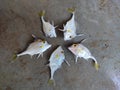 Helicopter tripod fish arrange beautifully like a flower