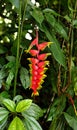 Helicornia Rostrata, the hanging lobster plant