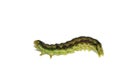 Helicoverpa armigera caterpillar