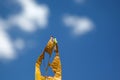 Helicoverpa caterpillar eating leaf in soybean planting.