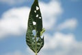 Helicoverpa caterpillar eating leaf in soybean planting.