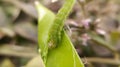 Helicoverpa zea on leaf in indian village image Corn earworm Insects image