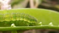 Helicoverpa zea on leaf in indian village image Corn earworm Insects image