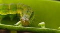 Helicoverpa zea on leaf in indian village image Corn earworm Insects image