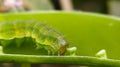 Helicoverpa zea on leaf in indian village image Corn earworm Insects image