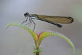 Heliocypha perforata female damselfly Royalty Free Stock Photo