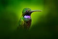 Heliodoxa schreibersii, Black-throated Brilliant, detail portrait of hummingbird from Ecuador and Peru. Shiny tinny bird, green Royalty Free Stock Photo