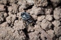 Heliophanus kochii a jumping spider waits Royalty Free Stock Photo