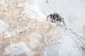 Heliophanus sp spider posed on a rock looking for preys Royalty Free Stock Photo