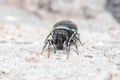 Heliophanus sp. spider posed on a rock on a sunny day Royalty Free Stock Photo