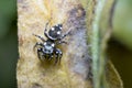 Heliophanus sp spider walking on a plant looking for preys Royalty Free Stock Photo