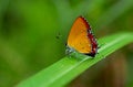 Heliophorus ila chinensis butterfly