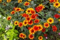 Vivid heliopsis bleeding herts blooming in the garden. Royalty Free Stock Photo