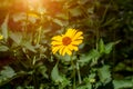 Heliopsis False Sunflower flower blossom with green leaves in the garden in spring and summer season. Royalty Free Stock Photo