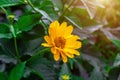 Heliopsis False Sunflower flower blossom with green leaves in the garden in spring and summer season. Royalty Free Stock Photo