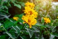 Heliopsis False Sunflower flower blossom with green leaves in the garden in spring and summer season. Royalty Free Stock Photo