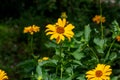 Heliopsis False Sunflower flower blossom with green leaves in the garden in spring and summer season. Royalty Free Stock Photo