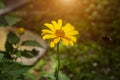 Heliopsis False Sunflower flower blossom with green leaves in the garden in spring and summer season. Royalty Free Stock Photo