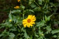 Heliopsis False Sunflower flower blossom with green leaves in the garden in spring and summer season. Royalty Free Stock Photo