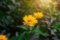 Heliopsis False Sunflower flower blossom with green leaves in the garden in spring and summer season. Royalty Free Stock Photo