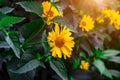 Heliopsis False Sunflower flower blossom with green leaves in the garden in spring and summer season. Royalty Free Stock Photo