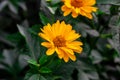 Heliopsis False Sunflower flower blossom with green leaves in the garden in spring and summer season. Royalty Free Stock Photo