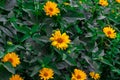 Heliopsis False Sunflower flower blossom with green leaves in the garden in spring and summer season. Royalty Free Stock Photo