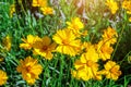 Heliopsis False Sunflower flowers blossom with green leaves in the garden in spring and summer season. Royalty Free Stock Photo