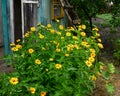 Heliopsis flowers in sunny summer day grows near an old barn Royalty Free Stock Photo