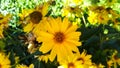 Heliopsis helianthoides. Beautiful yellow flower on blurred background. Heat and drought tolerant Yellow Wild Flower