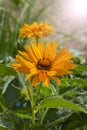 Heliopsis Helianthoides False Sunflower Beautiful Yellow Orange Garden Flower, Astra Ox Eye
