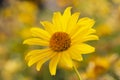 Heliopsis helianthoides, false sunflower, in bloom. A beautiful yellow flower on a yellow blurry background. Floral Royalty Free Stock Photo