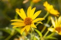 Heliopsis helianthoides, false sunflower, in bloom. A beautiful yellow flower on a yellow blurry background. Floral Royalty Free Stock Photo