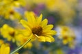 Heliopsis helianthoides, false sunflower, in bloom. A beautiful yellow flower on a yellow blurry background. Floral Royalty Free Stock Photo