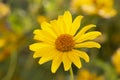 Heliopsis helianthoides, false sunflower, in bloom. A beautiful yellow flower on a yellow blurry background. Floral Royalty Free Stock Photo