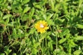 Heliopsis helianthoides (false sunflower) with a butterfly in the garden