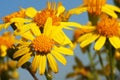 Heliopsis helianthoides in the morning dew Royalty Free Stock Photo