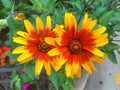 Heliopsis Helianthoides, rough oxeye, smooth oxeye and false sunflower