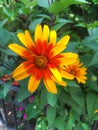 Heliopsis Helianthoides, rough oxeye, smooth oxeye and false sunflower