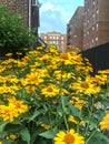 Heliopsis Helianthoides, rough oxeye, smooth oxeye and false sunflower