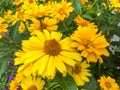 Heliopsis Helianthoides, rough oxeye, smooth oxeye and false sunflower