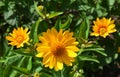 Heliopsis Helianthoides Is A Species Of Flowering Plant